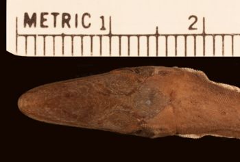 Media type: image;   Herpetology R-62994